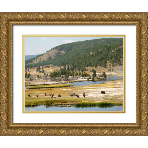 Wyoming- Yellowstone National Park. Bison herd and Firehole River Gold Ornate Wood Framed Art Print with Double Matting by Wild, Jamie and Judy