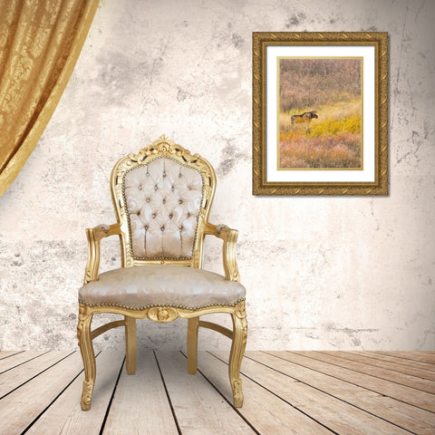 Wyoming- Grand Teton National Park. Willow Flats- bull moose Gold Ornate Wood Framed Art Print with Double Matting by Wild, Jamie and Judy