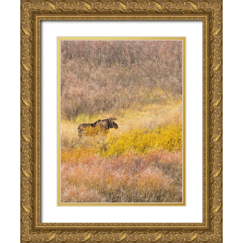 Wyoming- Grand Teton National Park. Willow Flats- bull moose Gold Ornate Wood Framed Art Print with Double Matting by Wild, Jamie and Judy