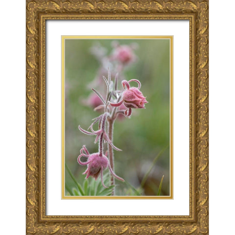Wyoming Prairie Smoke-Yellowstone National Park Gold Ornate Wood Framed Art Print with Double Matting by Zimmerman, Judith