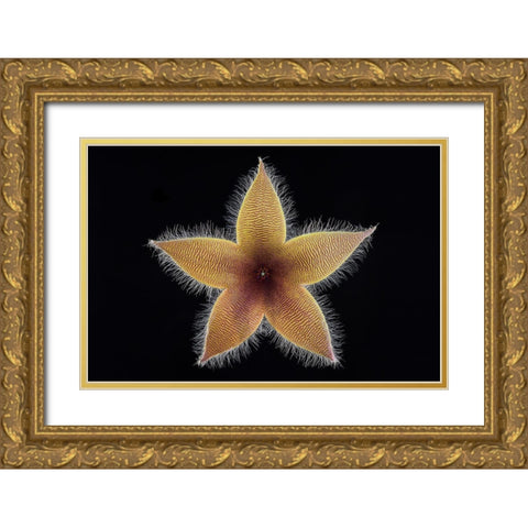 Stapelia Grandiflora Gold Ornate Wood Framed Art Print with Double Matting by Mozqueda, Victor