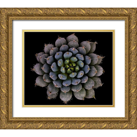 Echeveria Setosa Var. Deminuta Gold Ornate Wood Framed Art Print with Double Matting by Mozqueda, Victor