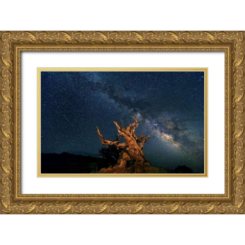 The Galaxy And Ancient Bristlecone Pine Gold Ornate Wood Framed Art Print with Double Matting by Hua