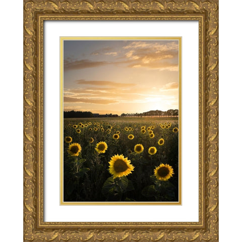Sunflowerfield In Sweden Gold Ornate Wood Framed Art Print with Double Matting by Lindsten, Christian