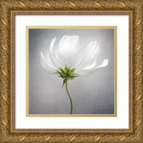 Cosmos *** Gold Ornate Wood Framed Art Print with Double Matting by Disher, Mandy