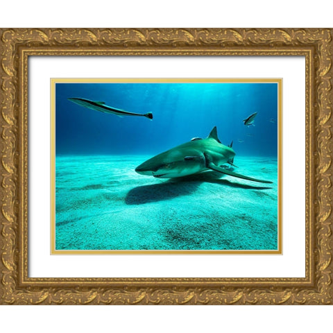 The Lemon Shark Gold Ornate Wood Framed Art Print with Double Matting by Melesan, Serge