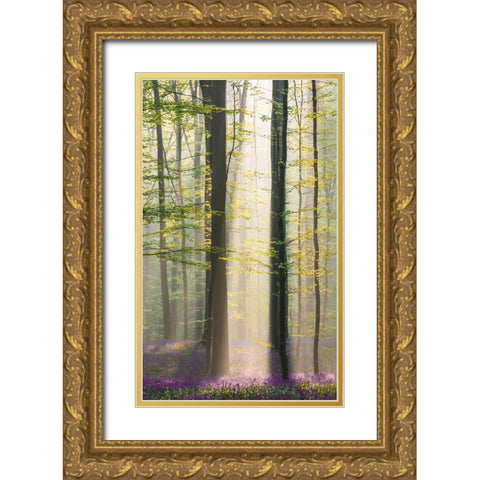 Misty Sunrise In Hallerbos Gold Ornate Wood Framed Art Print with Double Matting by VLAICU, Denisa