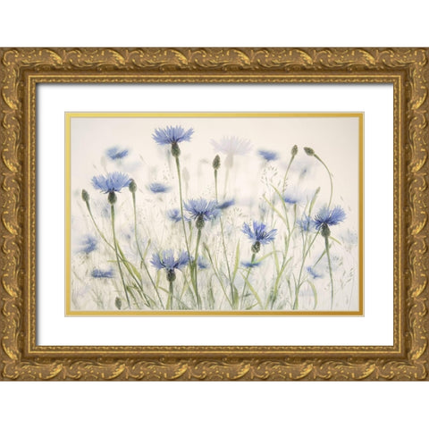 Cornflowers Gold Ornate Wood Framed Art Print with Double Matting by Talen, Nel