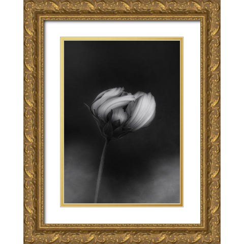 Cosmos Gold Ornate Wood Framed Art Print with Double Matting by Gronkjar, Lotte