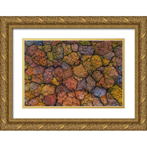 Above The Autumn Gold Ornate Wood Framed Art Print with Double Matting by Ruoppolo, Luigi