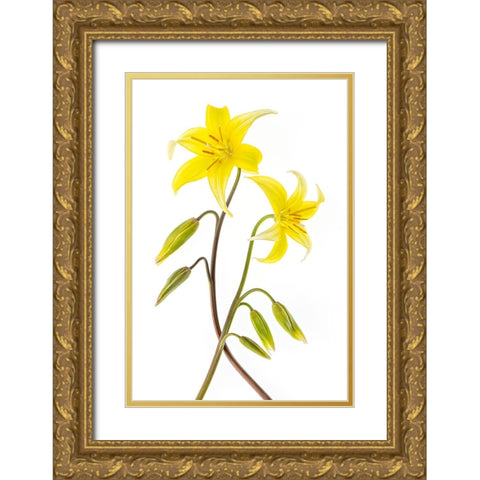 Dogtooth Violet Gold Ornate Wood Framed Art Print with Double Matting by Parker, Jacky