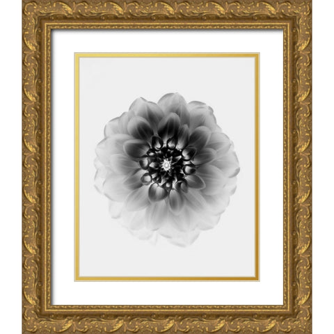 X-Ray Gold Ornate Wood Framed Art Print with Double Matting by Zhao, Alex