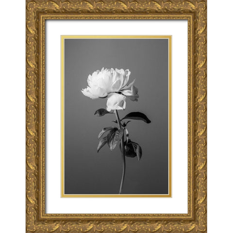 Peony BW Gold Ornate Wood Framed Art Print with Double Matting by 1x Studio III