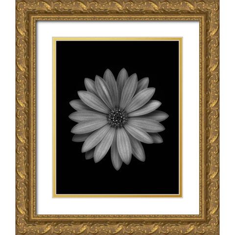 Osteospermum Gold Ornate Wood Framed Art Print with Double Matting by Gronkjar, Lotte