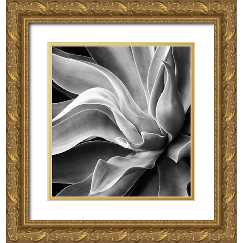 Agave Abstract, Summer 2022 Gold Ornate Wood Framed Art Print with Double Matting by Wechsler, Robin