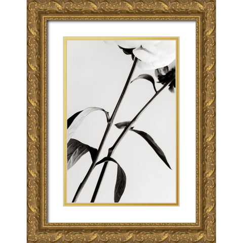 Peony 08 Gold Ornate Wood Framed Art Print with Double Matting by 1x Studio III
