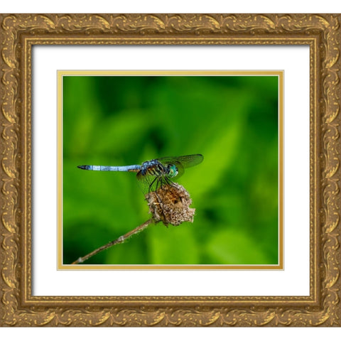 Blue Dasher Dragonfly Gold Ornate Wood Framed Art Print with Double Matting by Haddix, Steven