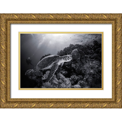 Green Turtle In Black And White Gold Ornate Wood Framed Art Print with Double Matting by Gabriel, Barathieu