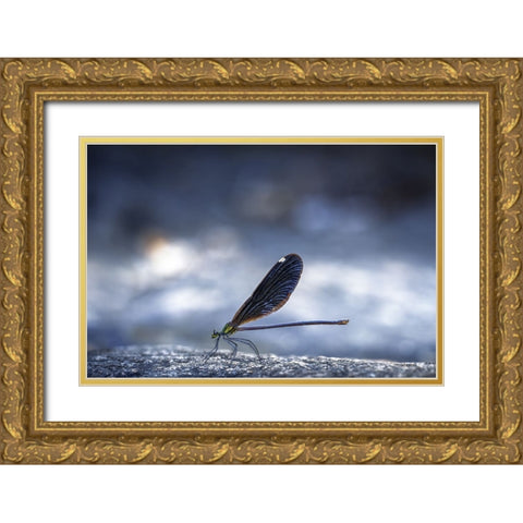 Dragonfly Gold Ornate Wood Framed Art Print with Double Matting by Jianwen