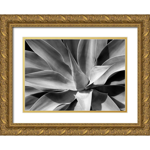 The Cone Gold Ornate Wood Framed Art Print with Double Matting by Schull, Harald