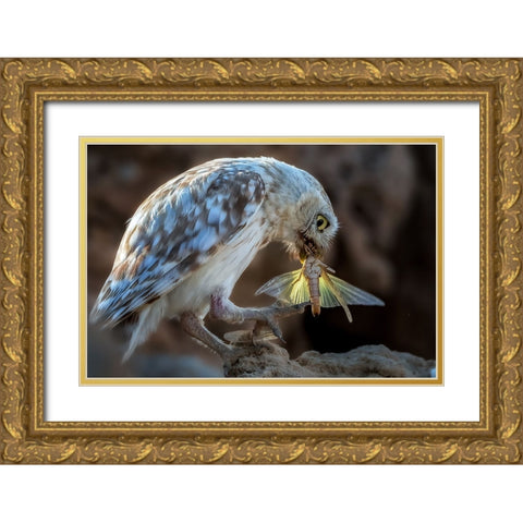 Peeping Owl Eating Dragonfly Gold Ornate Wood Framed Art Print with Double Matting by Allam, Abdelkader