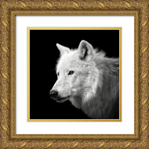 White Wolf #2 Gold Ornate Wood Framed Art Print with Double Matting by Meermann, Christian