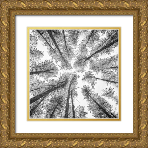 Tree Etching 002 Gold Ornate Wood Framed Art Print with Double Matting by Darby, Rob