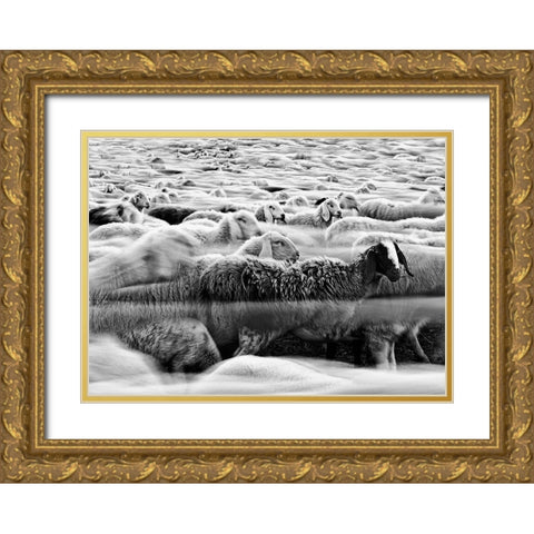River Sheep || Gold Ornate Wood Framed Art Print with Double Matting by Luca, Liloni