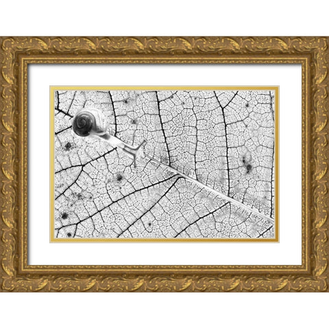 Tr-Nsparences Gold Ornate Wood Framed Art Print with Double Matting by Bravin, Fabien