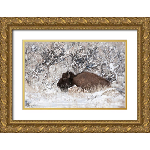 Bison In Winterland Gold Ornate Wood Framed Art Print with Double Matting by Forns, Fabiola