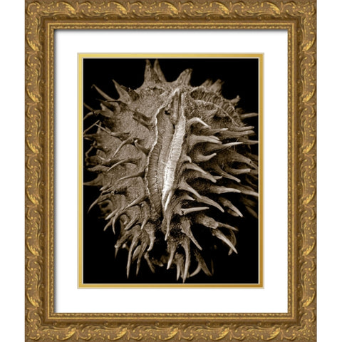 Chestnut Gold Ornate Wood Framed Art Print with Double Matting by Collie, Clive