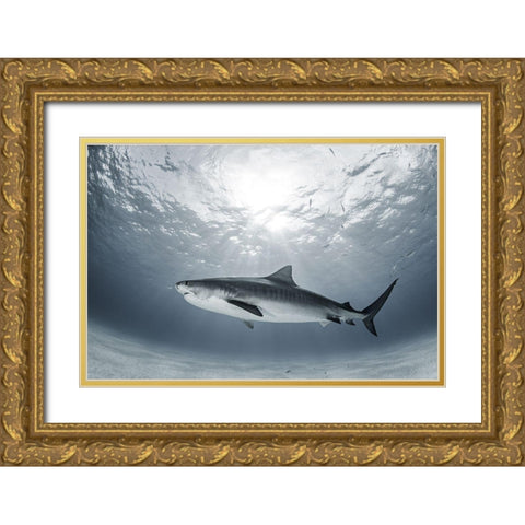 Tiger Rays Gold Ornate Wood Framed Art Print with Double Matting by Kiefer, Ken