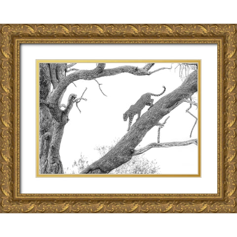 High Key Leopard Gold Ornate Wood Framed Art Print with Double Matting by Marx, Jaco
