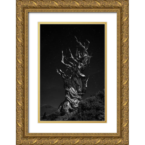 Grand-Grand-Grand-Pas Tree Gold Ornate Wood Framed Art Print with Double Matting by Chenglu, Simon
