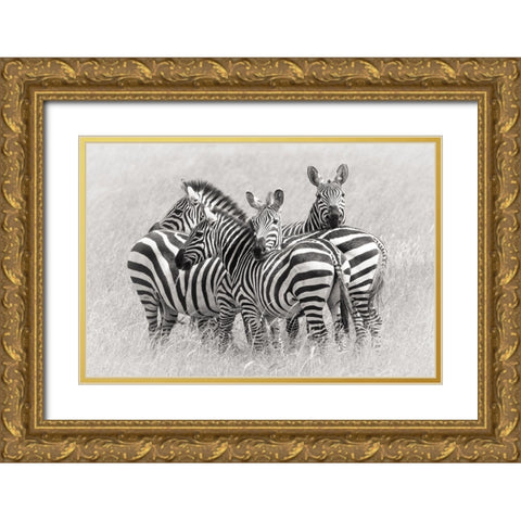 Zebras Gold Ornate Wood Framed Art Print with Double Matting by Trubitsyn, Kirill