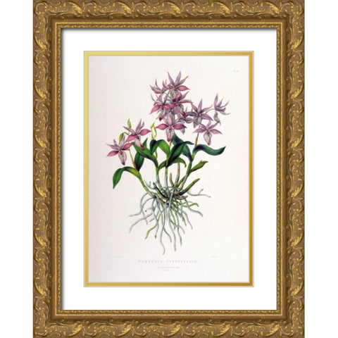 Orchid, Barkeria Spectabilis Gold Ornate Wood Framed Art Print with Double Matting by Withers, Augusta