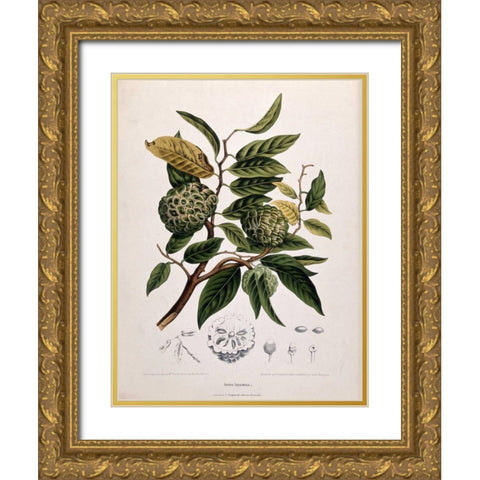 Custard Apple Gold Ornate Wood Framed Art Print with Double Matting by Van Nooten, Madame