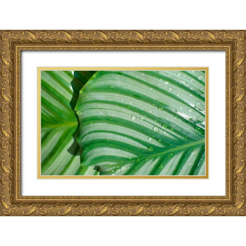 Tropical Leaf Gold Ornate Wood Framed Art Print with Double Matting by Blue, Cyril