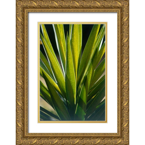 Aloe Gold Ornate Wood Framed Art Print with Double Matting by Blue, Cyril