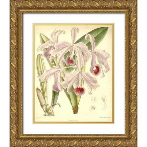 Orchid, Cattleya Lawrenceana Gold Ornate Wood Framed Art Print with Double Matting by Curtis, William