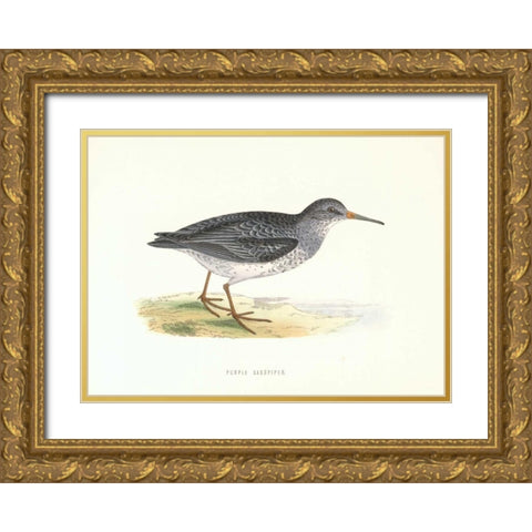 Purple Sandpiper Gold Ornate Wood Framed Art Print with Double Matting by Morris, Rev FO