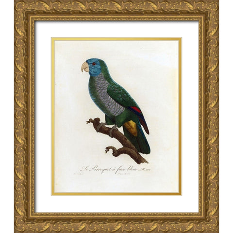 Le Perroquet a face bleu Gold Ornate Wood Framed Art Print with Double Matting by Barraband, Jacques