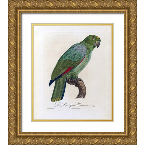 Le Perroquet Meunier Gold Ornate Wood Framed Art Print with Double Matting by Barraband, Jacques