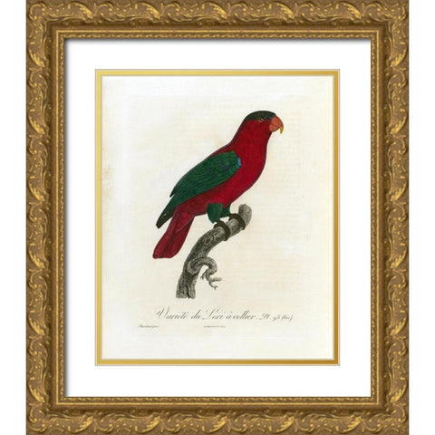 Variete du Lori a collier Gold Ornate Wood Framed Art Print with Double Matting by Barraband, Jacques