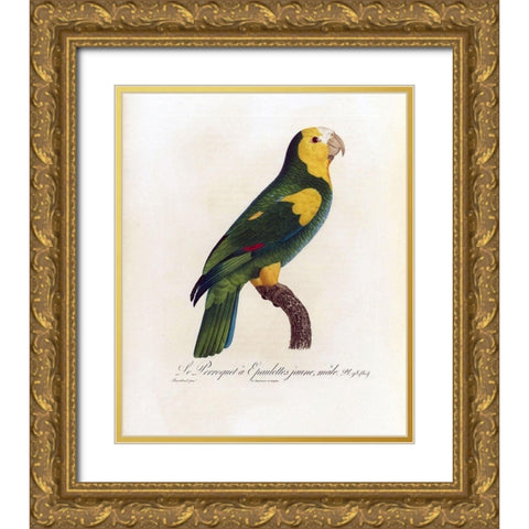 Le Perroquet a Epaulettes jaune, male Gold Ornate Wood Framed Art Print with Double Matting by Barraband, Jacques
