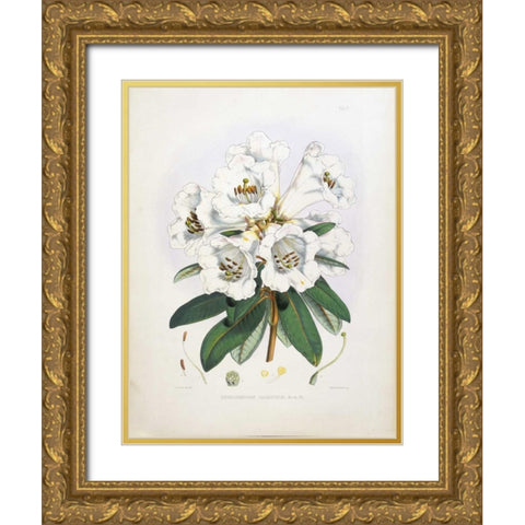 Rhododendron Dalhousiae Gold Ornate Wood Framed Art Print with Double Matting by Hooker, Joseph Dalton
