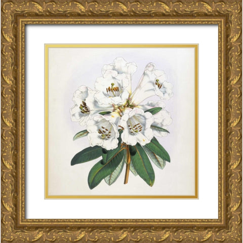 Rhododendron Dalhousiae Flower Gold Ornate Wood Framed Art Print with Double Matting by Hooker, Joseph Dalton
