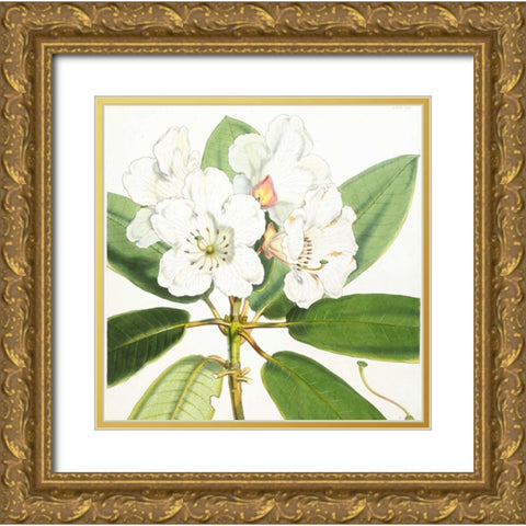 Rhododendron Aucklandii Flower Gold Ornate Wood Framed Art Print with Double Matting by Hooker, Joseph Dalton