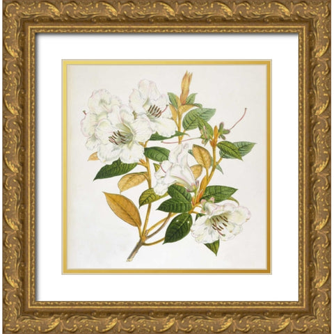 Rhododendron Edgeworthi Flower Gold Ornate Wood Framed Art Print with Double Matting by Hooker, Joseph Dalton