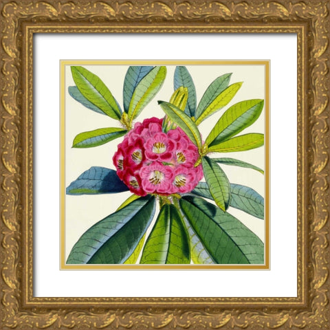 Rhododendron Barbatum Flower Gold Ornate Wood Framed Art Print with Double Matting by Hooker, Joseph Dalton